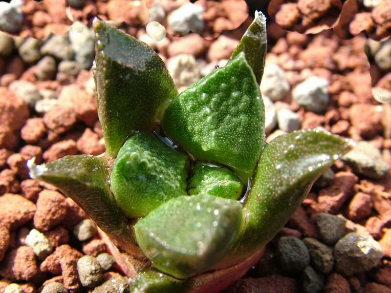 Ariocarpus lloydii 