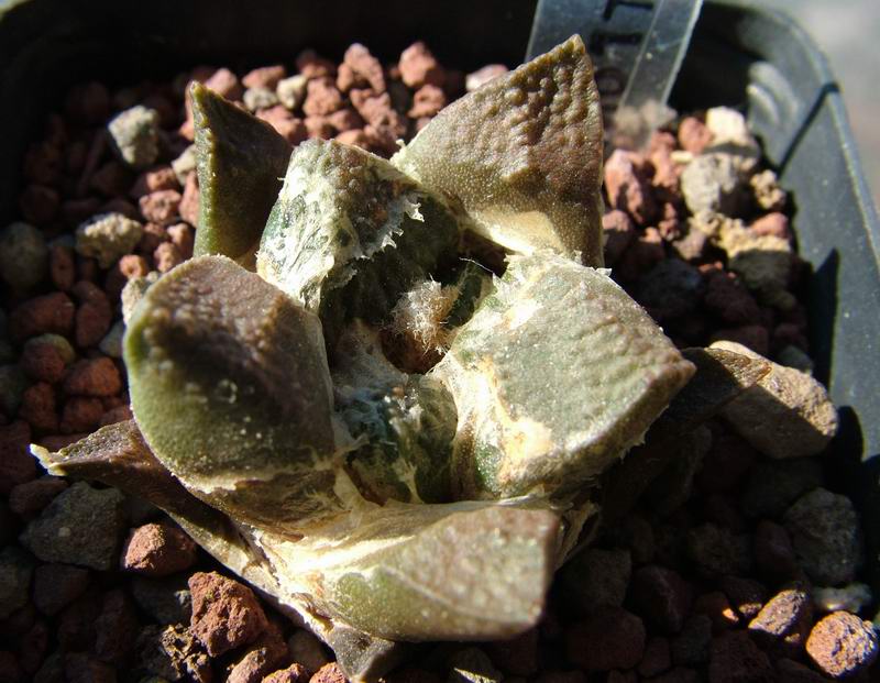 Ariocarpus lloydii 