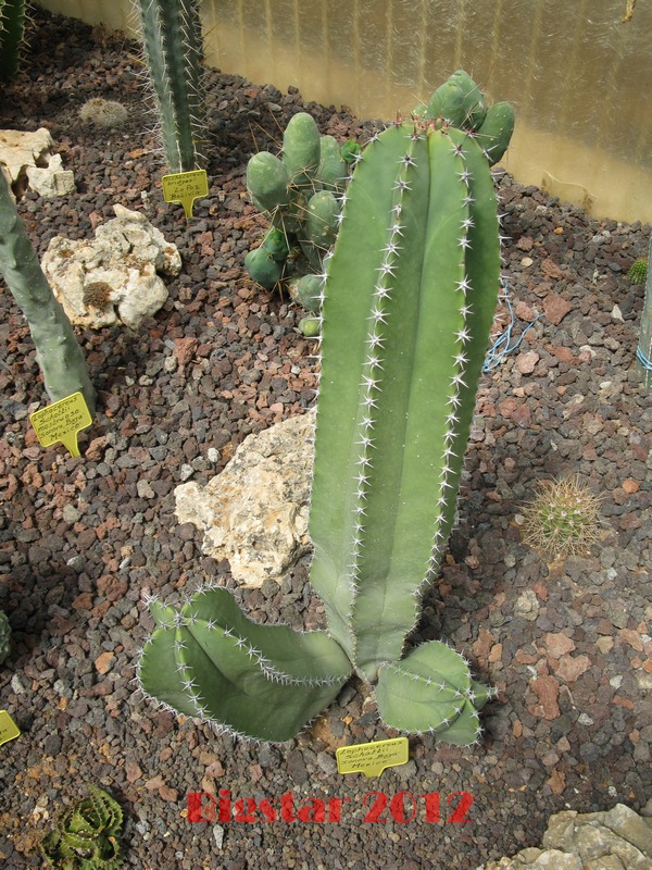 Lophocereus schottii 