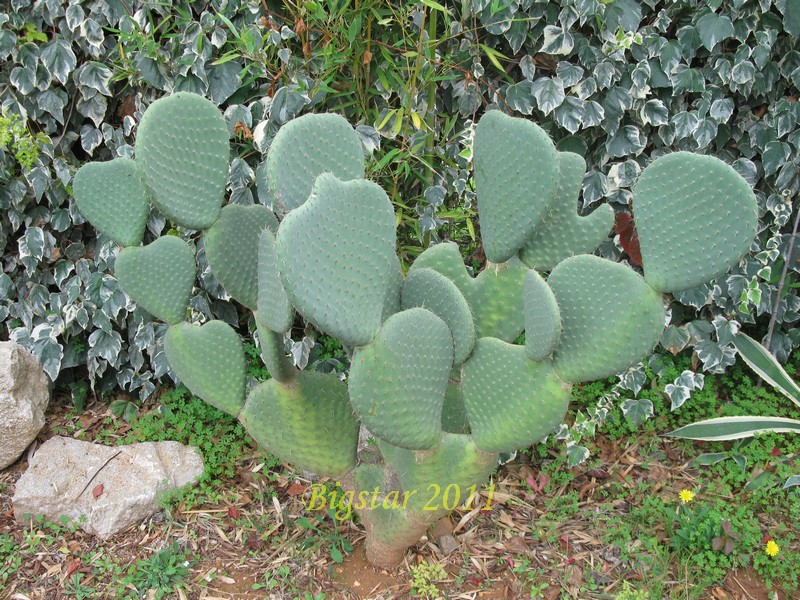 Opuntia basilaris v. cordata 