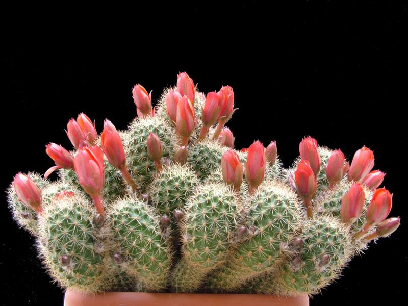 Rebutia pseudominuscula R 11