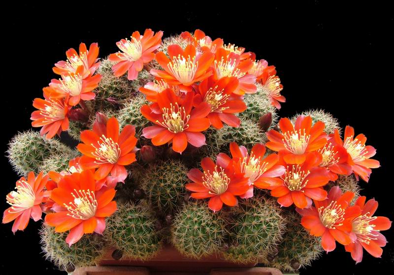 Rebutia pseudominuscula 