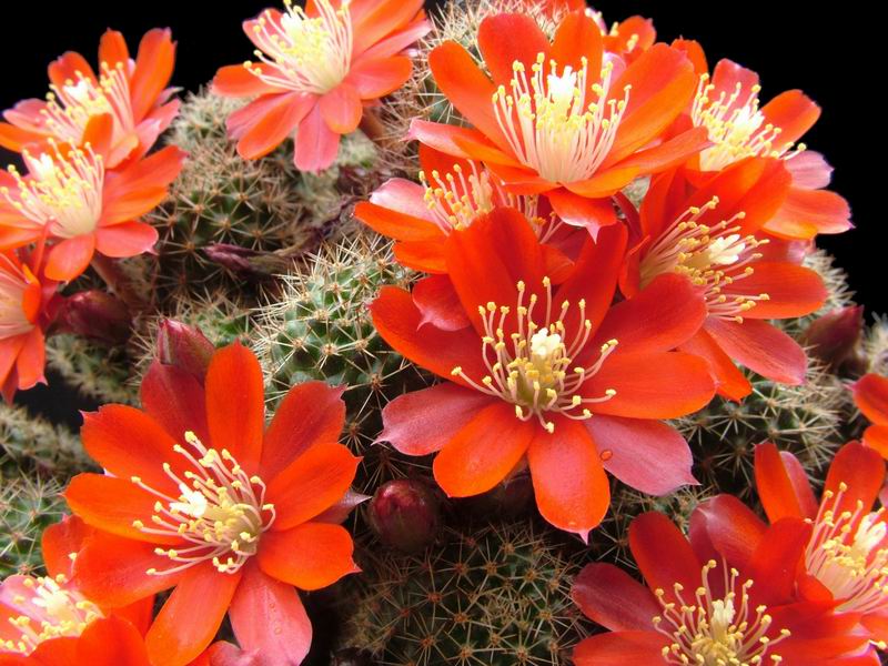 Rebutia pseudominuscula 