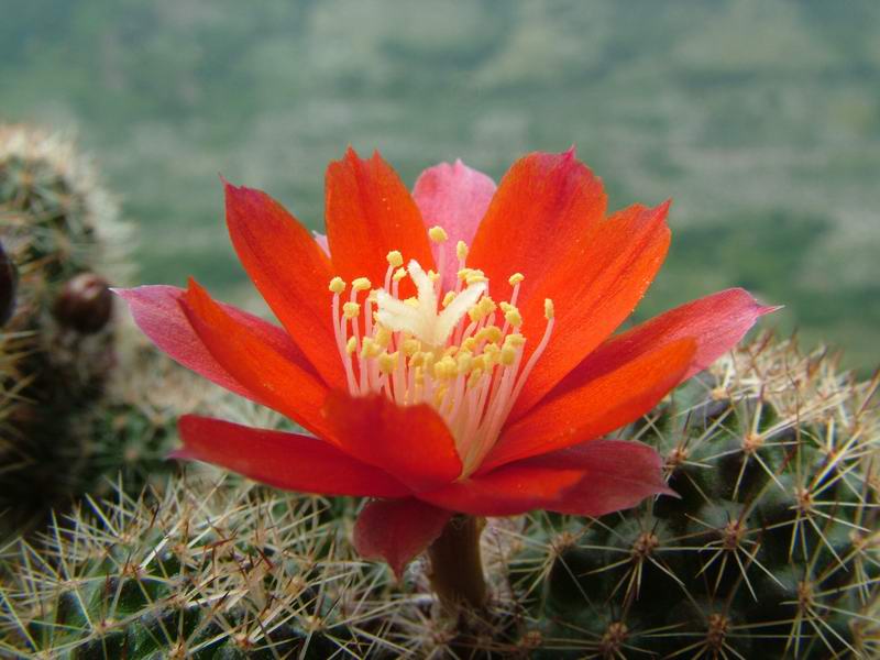 Rebutia pseudominuscula 