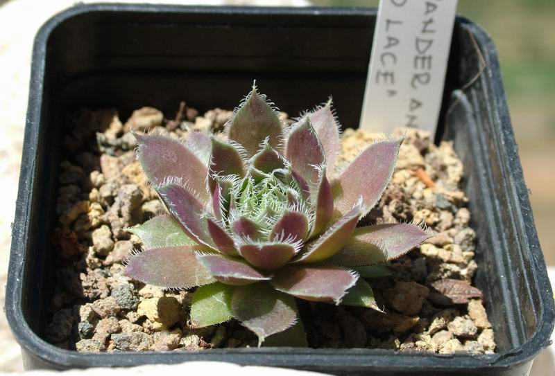 Sempervivum cv. 'lavander and old lace' 