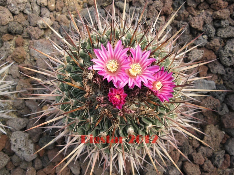 Stenocactus  