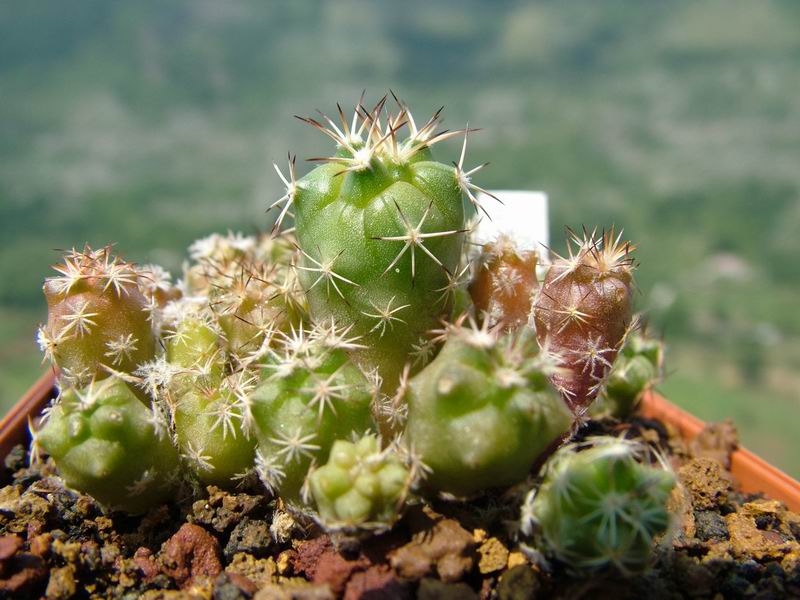 Turbinicarpus gielsdorfianus 