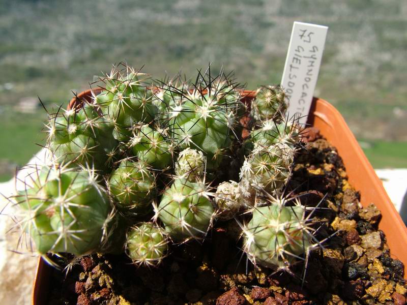 Turbinicarpus gielsdorfianus 