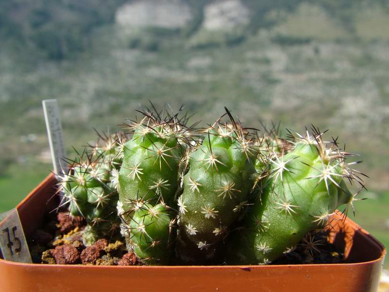 Turbinicarpus gielsdorfianus 