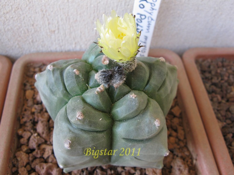 Astrophytum myriostigma f. nudum cv. kikko 