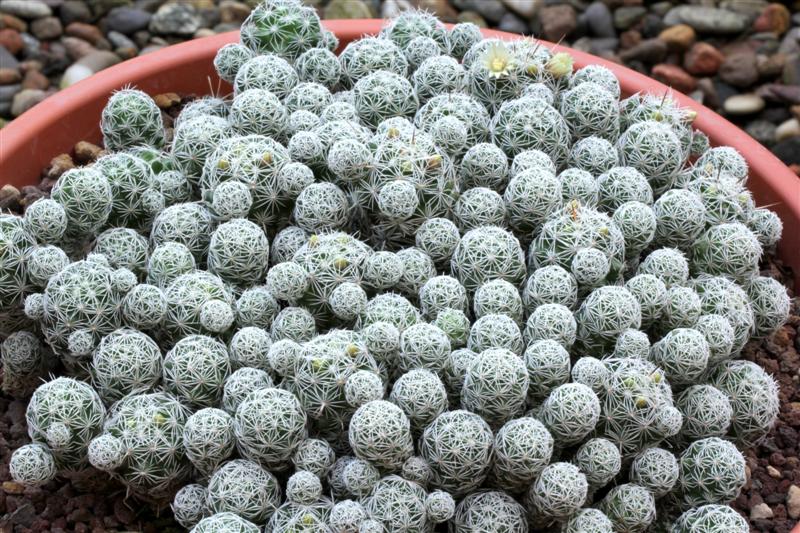 Mammillaria vetula ssp. gracilis 