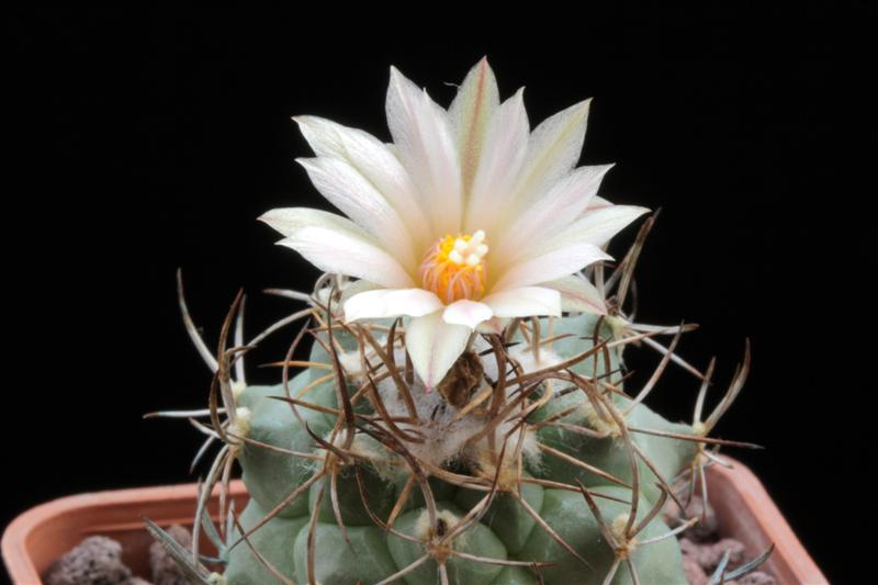 Turbinicarpus laui 