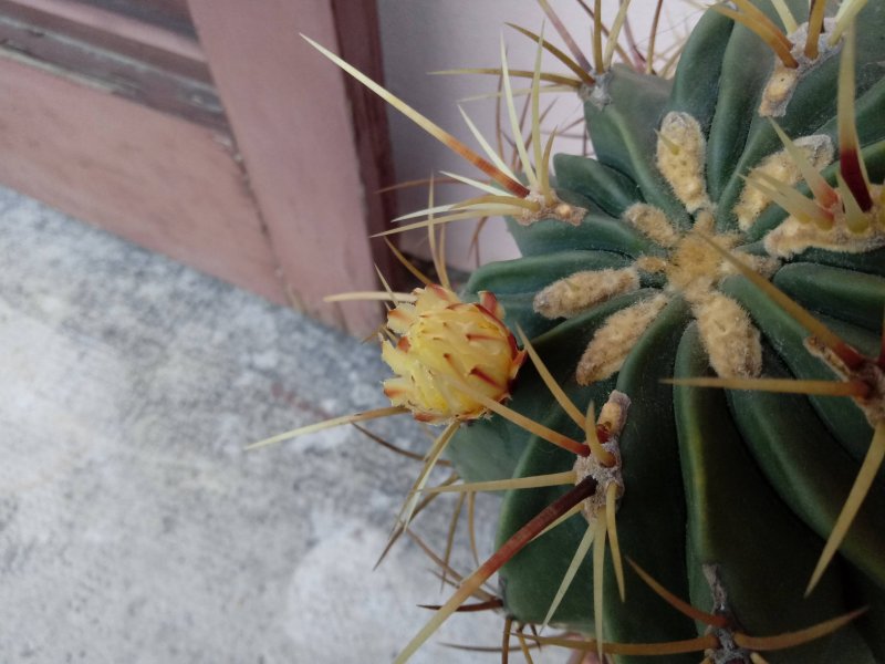 Ferocactus  