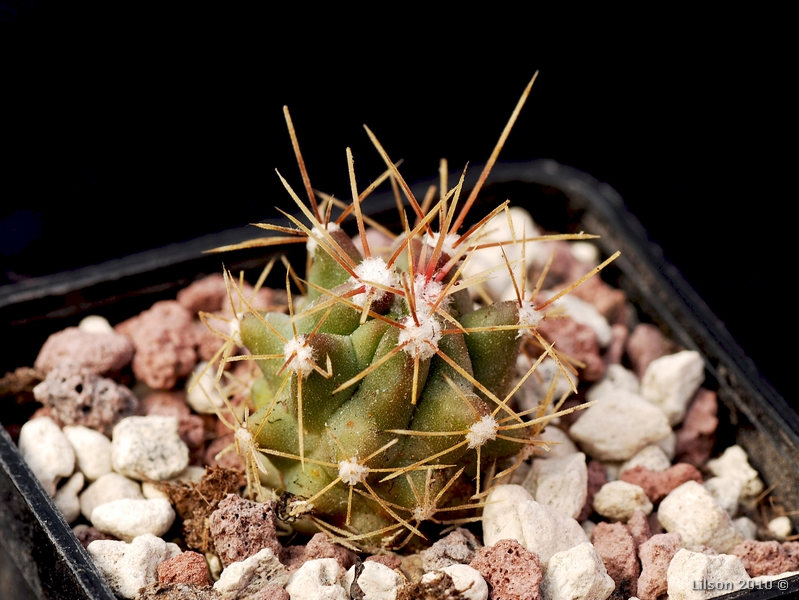 Ferocactus flavovirens CH157