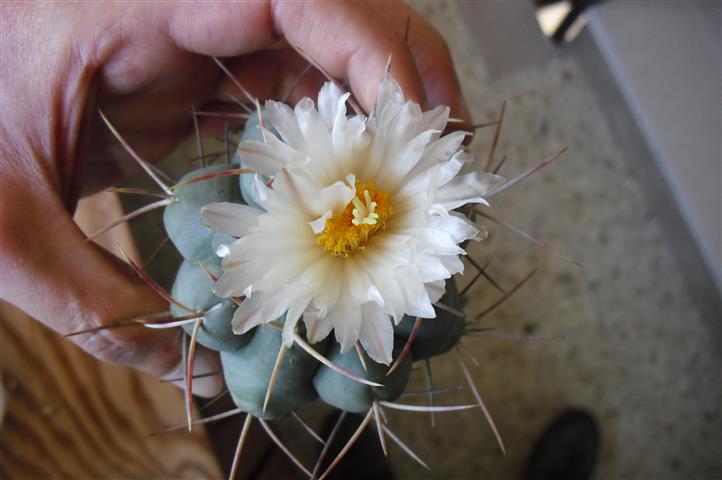 Thelocactus hexaedrophorus v. fossulatus 