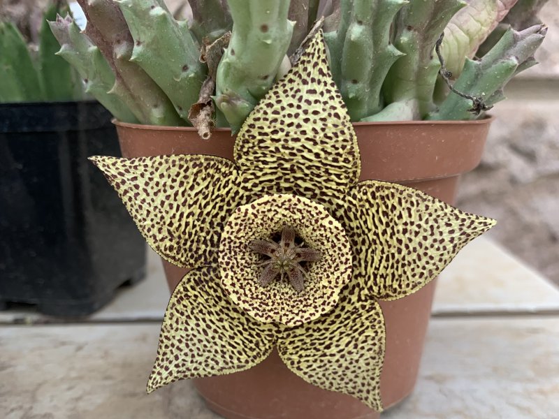 Orbea variegata 