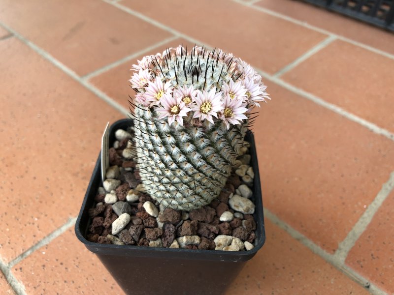 Mammillaria perezdelarosae ssp. andersoniana 