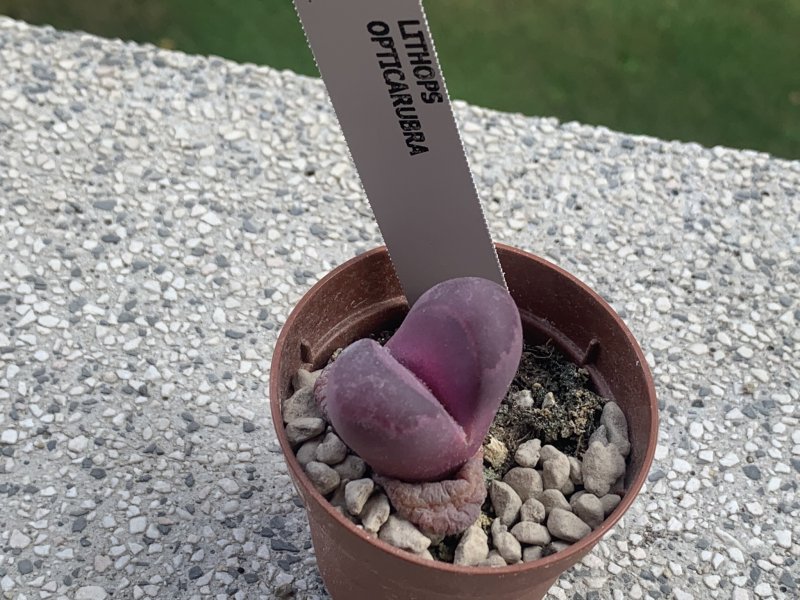 Lithops optica cv. rubra 