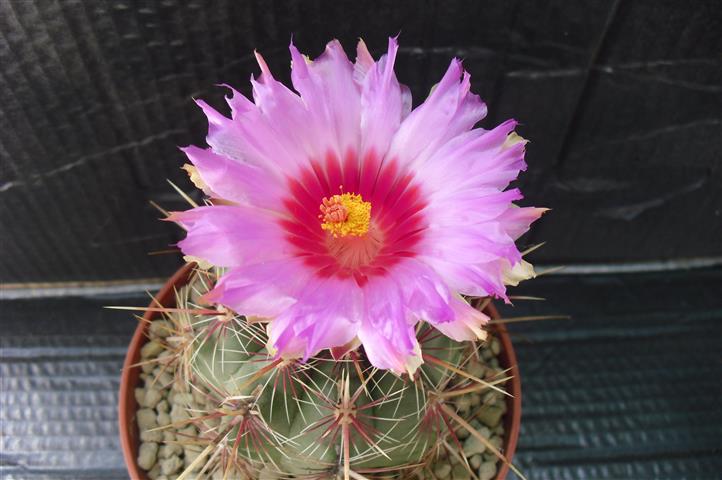 Thelocactus bicolor 