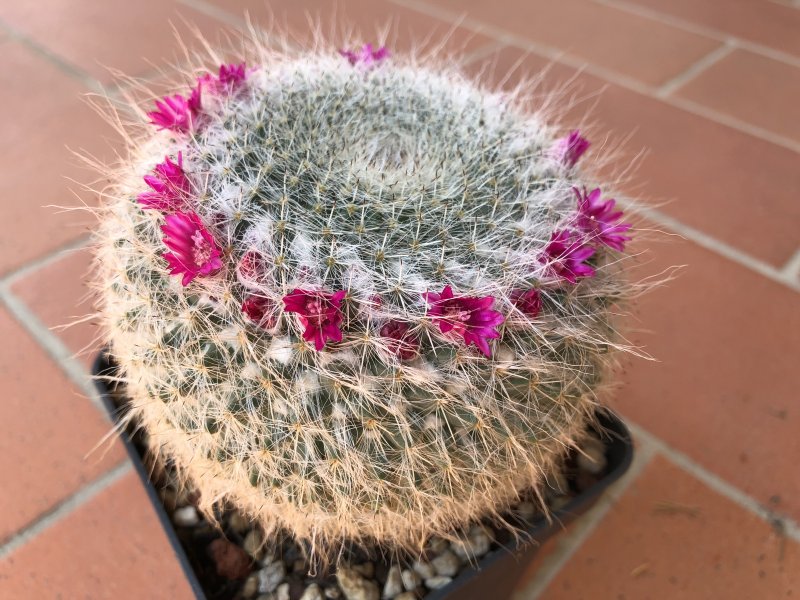 Mammillaria hahniana 