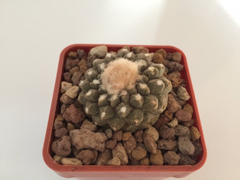 Copiapoa hypogaea cv. lizard skin 