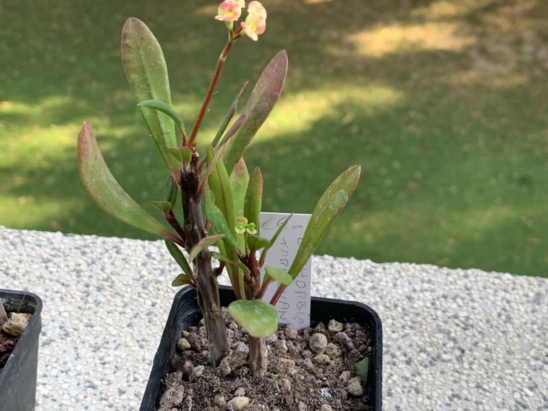 Euphorbia tardieuana 