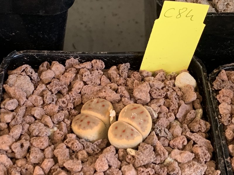 Lithops dinteri v. brevis C084