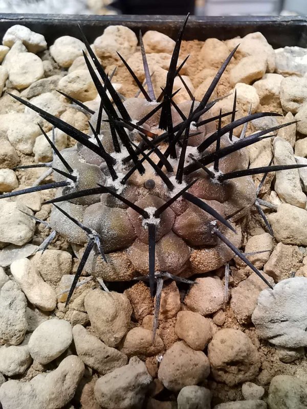 Copiapoa cinerea CH10