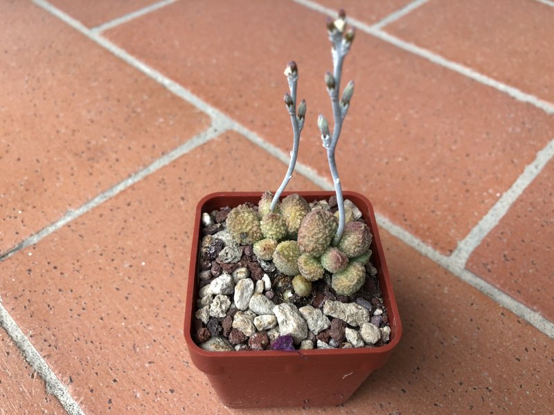 Adromischus marianae f. herrei 