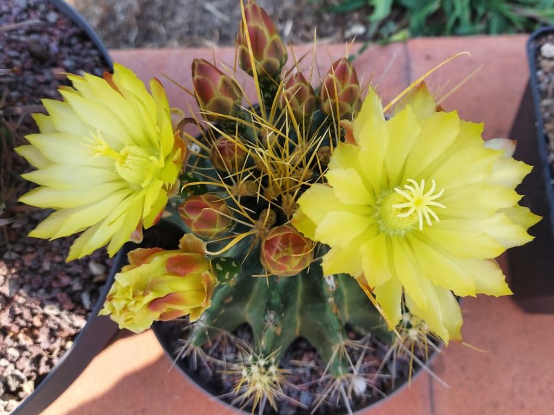 ferocactus hamatacanthus