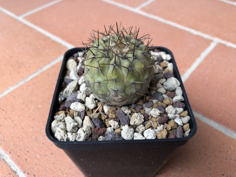 Copiapoa columna-alba 