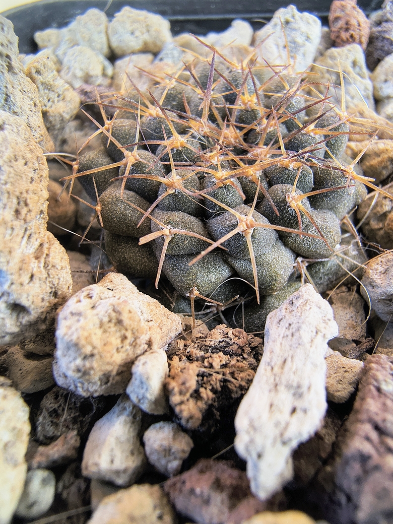 Copiapoa leonensis 