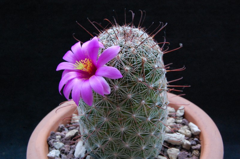 Mammillaria sp. KMR 368