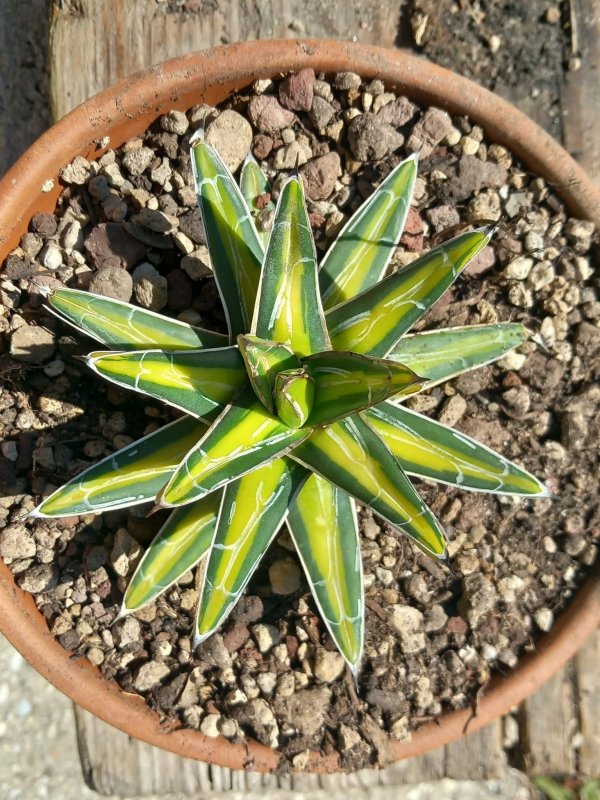 Agave victoriae-reginae mediopicta aurea 