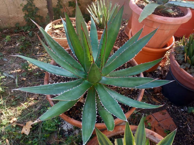 Agave garciae-mendozae 