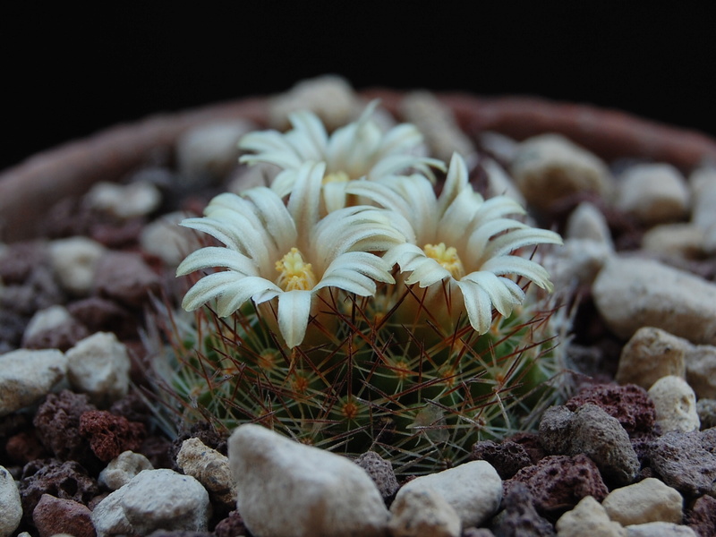 Mammillaria picta MK 080.289