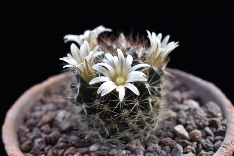 Mammillaria picta MK 080.289