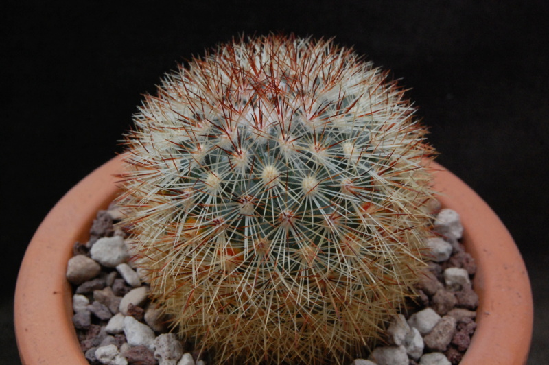 Mammillaria densispina ROG 763