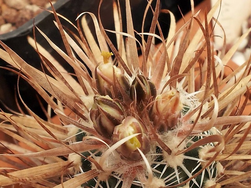 Toumeya papyracantha 