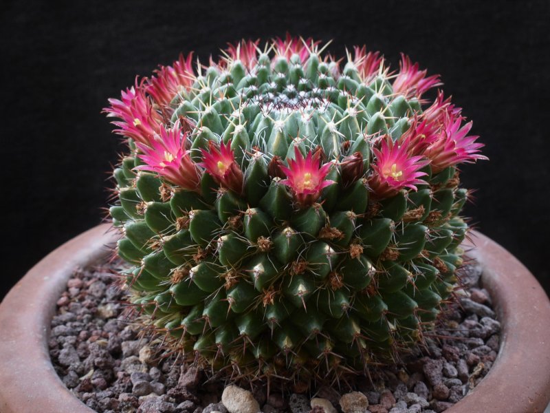 Mammillaria multiseta REP 831