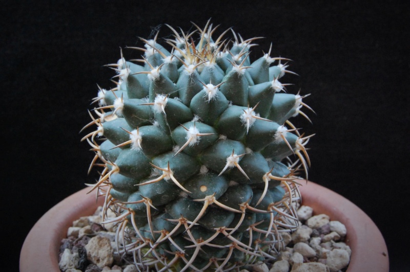 Mammillaria magnimamma PN 085