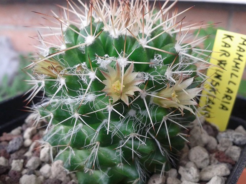 Mammillaria karwinskiana 