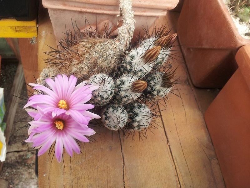 Turbinicarpus subterraneus 