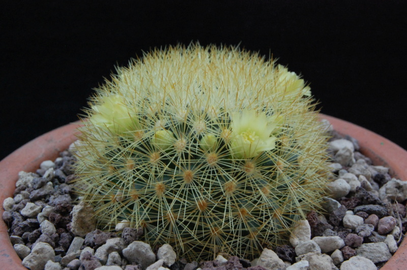 Mammillaria densispina ROG 490