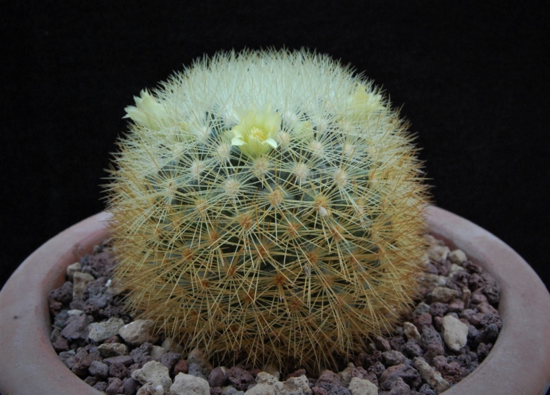 Mammillaria densispina ROG 490