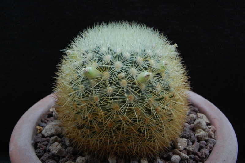 Mammillaria densispina ROG 490