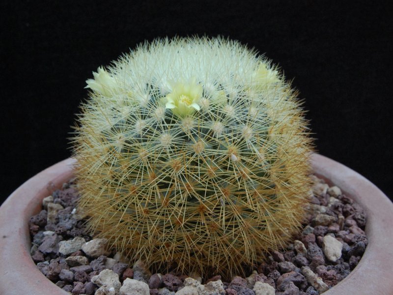 Mammillaria densispina ROG 490