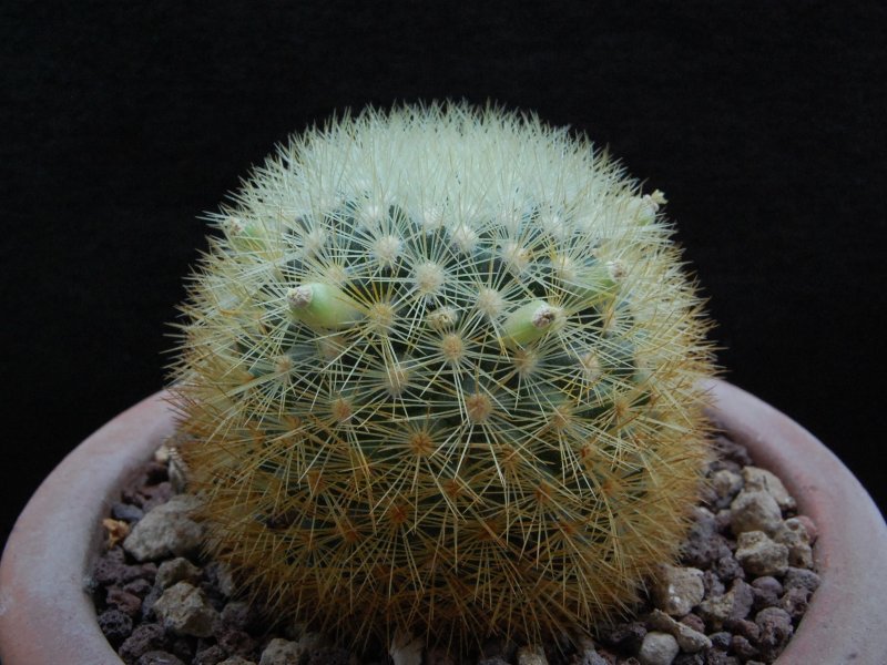 Mammillaria densispina ROG 490