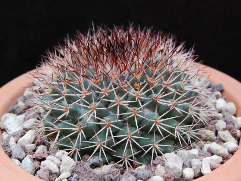 Mammillaria aff. bocensis ROG 231