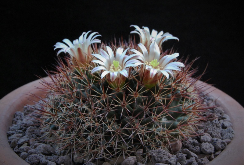 Mammillaria bocensis REP 821